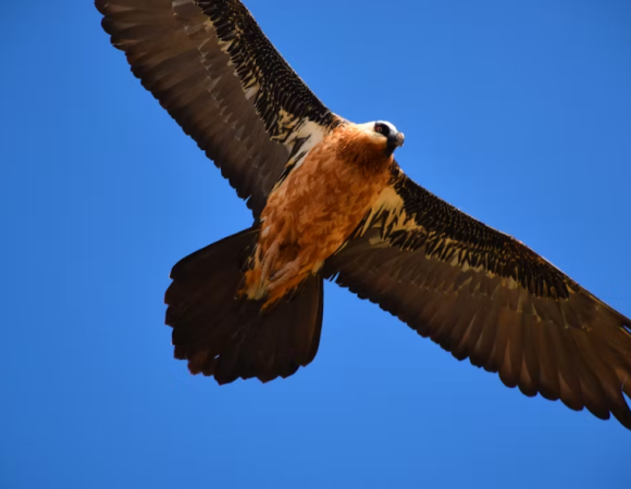 Bird Watching Tours in Ethiopia