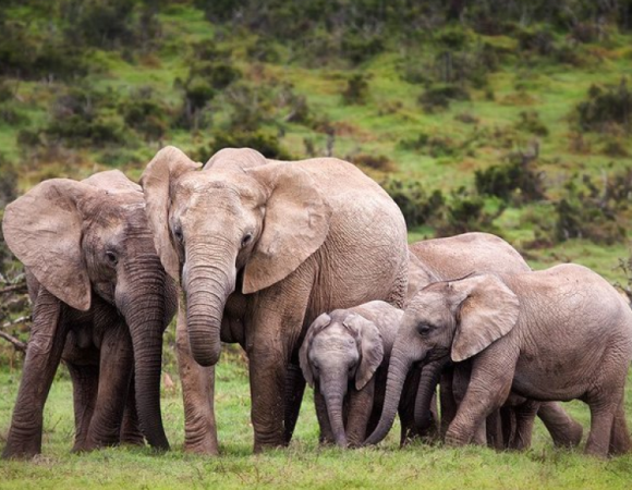 8 Days Tours Chebera Churchura and Maze National Park