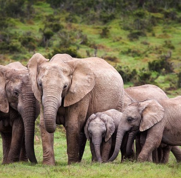 8 Days Tours Chebera Churchura and Maze National Park