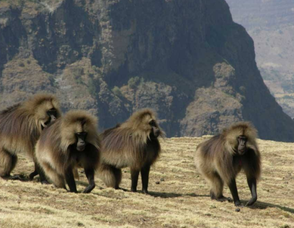 Group Adventure in Ethiopia